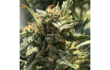 Buy high-quality cannabis seeds from the best cannabis seeds online shop
