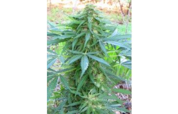 High-quality medical seeds for sale for all types of growing environment