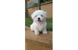 adorable-maltese-puppies-available-for-sale-whatsapp447405313309-small-0
