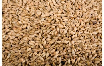 Obtain high-grade stock feeds from Eagle Asia, the superior top Grain's exporters