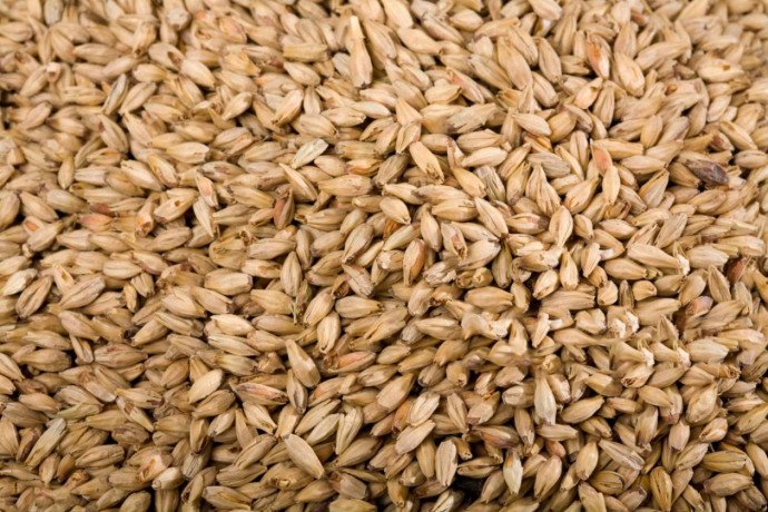 obtain-high-grade-stock-feeds-from-eagle-asia-the-superior-top-grains-exporters-big-0