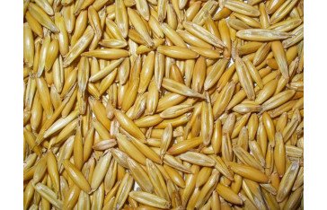Eagle Asia, the foremost grain supplier in Kazakhstan offers top-of-the-line grains