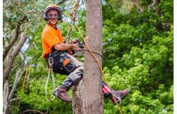 tree-pruning-auckland-small-0