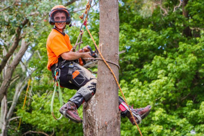 tree-pruning-auckland-big-0