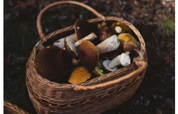 Get the best packages of Magic mushrooms grow kit - Planet-of-mushrooms
