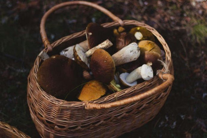 get-the-best-packages-of-magic-mushrooms-grow-kit-planet-of-mushrooms-big-0