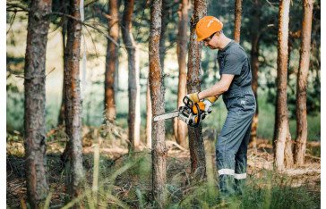 Enhance the Beauty of Your Trees with Expert Tree Trimming in Sarasota
