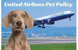 united-airlines-pet-policy-8-easy-steps-small-0