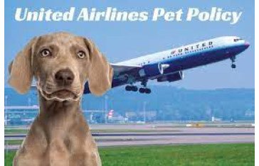 United Airlines pet policy | 8 Easy Steps