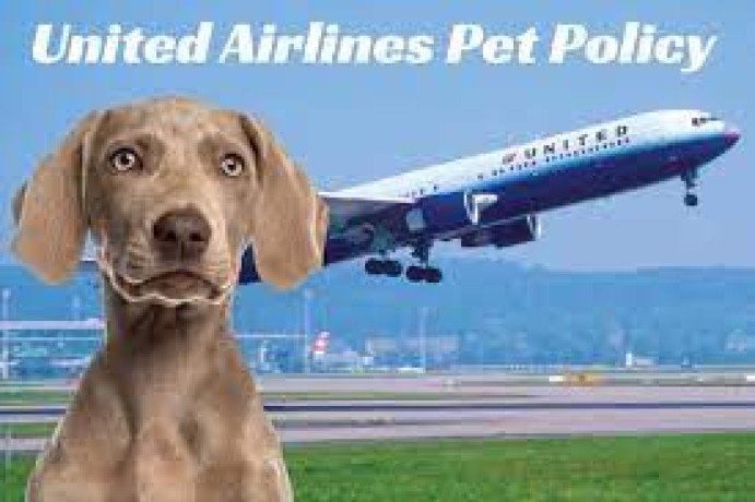 united-airlines-pet-policy-8-easy-steps-big-0