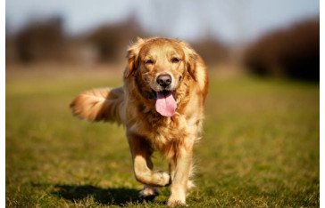 Finding the Perfect Pet Care Services in Nyc