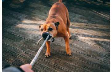 Effective Dog Anxiety Training Techniques You Must Know