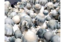 buy-magic-mushroom-spores-for-sale-for-medical-benefits-small-0