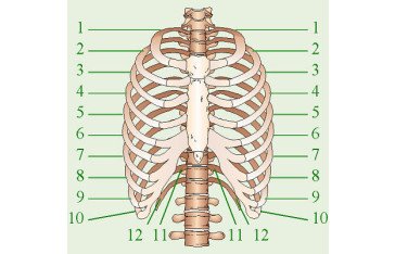 How Many Ribs Do Humans Have - Are men missing a rib