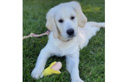 english-cream-golden-retriever-small-0