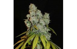 check-out-the-best-cannabis-seed-online-shop-to-buy-cannabis-seeds-at-a-budget-friendly-price-small-1