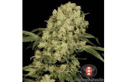 check-out-the-best-cannabis-seed-online-shop-to-buy-cannabis-seeds-at-a-budget-friendly-price-small-0