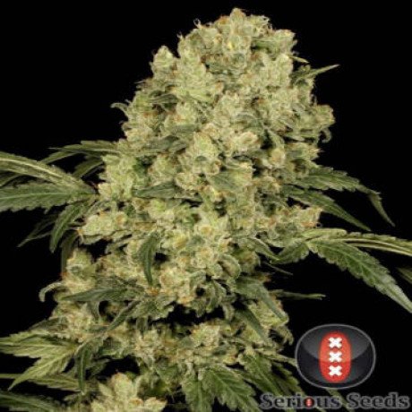 check-out-the-best-cannabis-seed-online-shop-to-buy-cannabis-seeds-at-a-budget-friendly-price-big-0