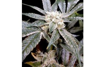 Browse the finest collection of automatic fast buds seeds at Cannapot