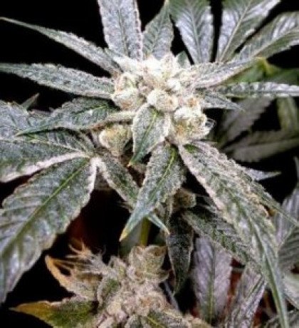 browse-the-finest-collection-of-automatic-fast-buds-seeds-at-cannapot-big-0