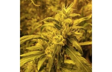 High-quality medical seeds for sale for all types of growing environment