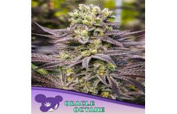 order-the-best-quality-cannabis-seeds-online-ever-at-the-lowest-prices-small-0