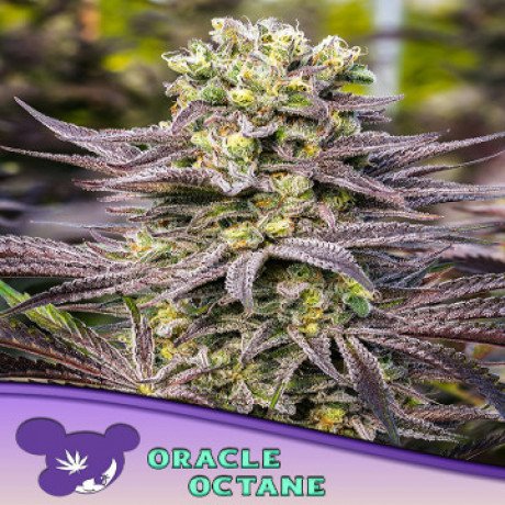order-the-best-quality-cannabis-seeds-online-ever-at-the-lowest-prices-big-0