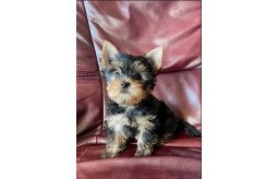 akc-teacup-yorkie-puppy-for-free-adoption-small-0