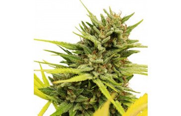 Order the best quality cannabis seeds online ever, at the lowest prices