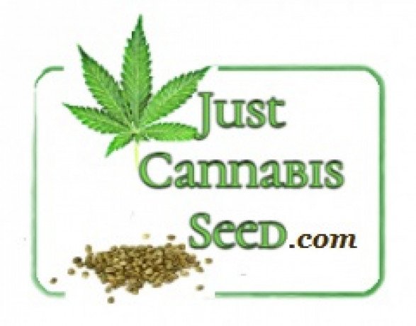 free-marijuana-seeds-big-0