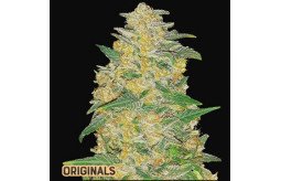 check-out-the-best-seed-bank-to-buy-cannabis-seeds-online-at-a-discounted-price-small-2