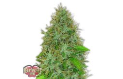check-out-the-best-seed-bank-to-buy-cannabis-seeds-online-at-a-discounted-price-small-0