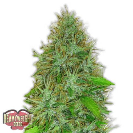 check-out-the-best-seed-bank-to-buy-cannabis-seeds-online-at-a-discounted-price-big-0