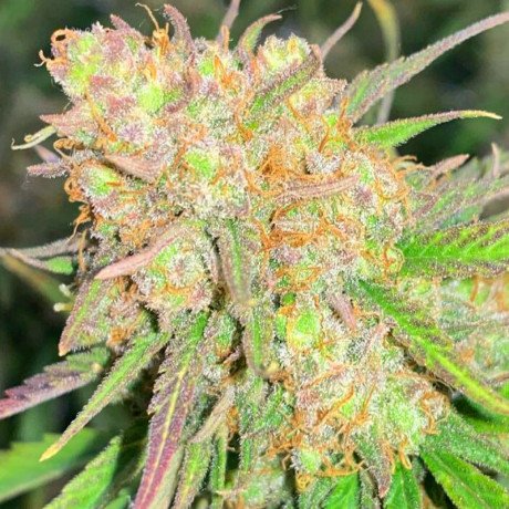 check-out-the-best-seed-bank-to-buy-cannabis-seeds-online-at-a-discounted-price-big-1